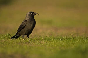 Images Dated 30th October 2005: Common Jackdaw with deformed bill
