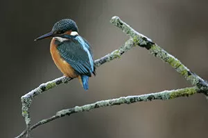 Images Dated 16th December 2007: Common Kingfisher perched on branch, Alcedo atthis