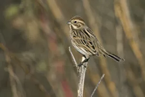 Images Dated 23rd November 2005: Common Reed Bunting, Emberiza schoeniclus