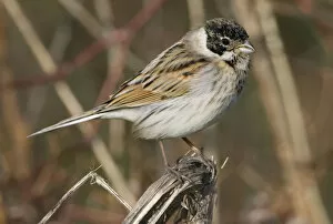 Images Dated 23rd November 2005: Common Reed Bunting, Emberiza schoeniclus