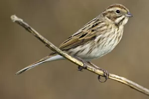 Images Dated 4th November 2005: Common Reed Bunting, Emberiza schoeniclus