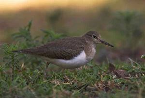 Images Dated 1st January 2006: Common Sandpiper, Actitis hypoleucos, Kenya