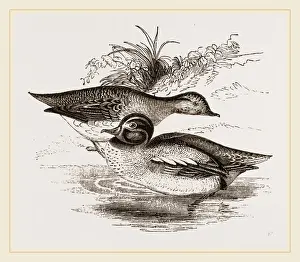 Common Teal Bird Prints: Common Teals