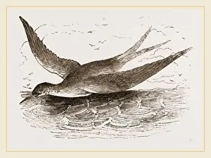 Common Tern Print by Librifly