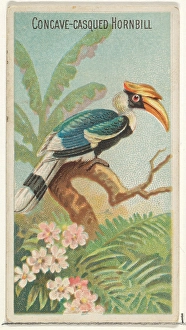 Concave-Casqued Hornbill Birds Tropics series Concave-Casqued Hornbill Birds Tropics series