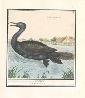 Cormorant Phalacrocorax carbo Carbon aquaticus Cormorant Phalacrocorax carbo Carbon aquaticus