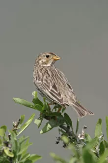 Images Dated 26th April 2004: Corn Bunting on a branch, Emberiza calandra