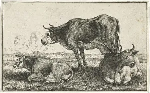 Three cows Animals series title Zoographiam cow Three cows Animals series title Zoographiam cow