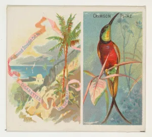 Crimson Topaz Birds Tropics series N38 Allen & Ginter Cigarettes Crimson Topaz Birds Tropics series N38 Allen & Ginter Cigarettes