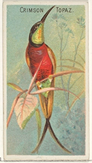 Crimson Topaz Birds Tropics series N5 Allen & Ginter Cigarettes Brands Crimson Topaz Birds Tropics series N5 Allen & Ginter Cigarettes Brands