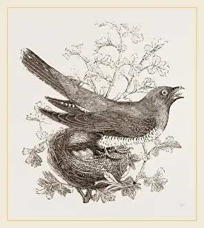 Cuckoo Bird Prints: Cuckoo and Nest