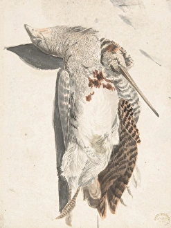 Two Dead Birds Quail Long-Beaked Bird 1685-1755 Two Dead Birds Quail Long-Beaked Bird 1685-1755