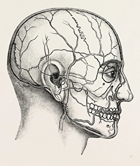 diagram to show the position of the facial, medical equipment, surgical instrument diagram to show the position of the facial, medical equipment, surgical instrument