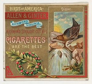 Dipper Birds America series N37 Allen & Ginter Cigarettes Dipper Birds America series N37 Allen & Ginter Cigarettes