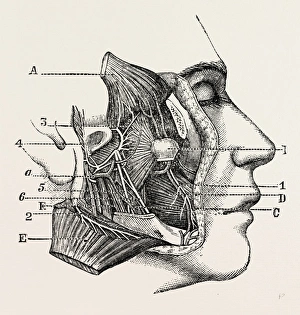 dissection of the third division, medical equipment, surgical instrument, history dissection of the third division, medical equipment, surgical instrument, history