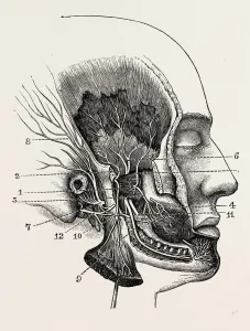 the third division of the fifth nerve, after hirschfeld, medical equipment, surgical the third division of the fifth nerve, after hirschfeld, medical equipment, surgical