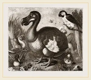 Nature Conservation Efforts Prints: Dodo