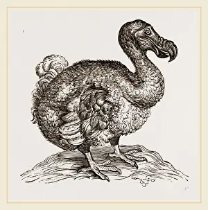 Dodo Bird Prints: Dodo from Bontius