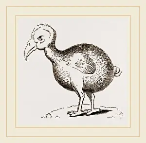 Dodo Bird Prints: Dodo from Herbert