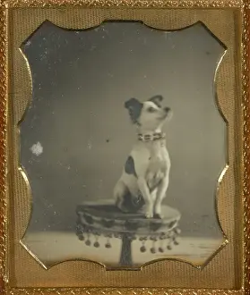 Antique American Artwork Prints: [Dog sitting on a table]