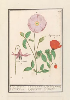 Dog stand Erythronium wild rose Rosa poppy Papaver Dog stand Erythronium wild rose Rosa poppy Papaver