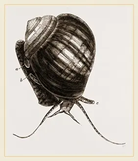 Nature Photography Collection Prints: Doubtful Ampullaria