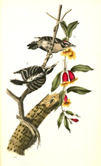 Downy Woodpecker. 1. Male. 2. Female., Audubon, John James, 1785-1851 Downy Woodpecker. 1. Male. 2. Female., Audubon, John James, 1785-1851