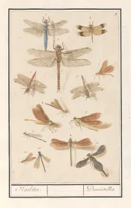 Dragonflies Odonata Naelden Demoiselles title Dragonflies Odonata Naelden Demoiselles title