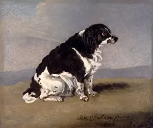British Painter Prints: The Duchess of Yorks Spaniel Signed and dated, lower right: H