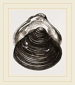 Dusky Cyrena Print by Librifly