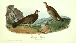 Dusky Grouse. 1. Male. 2. Female., Audubon, John James, 1785-1851 Dusky Grouse. 1. Male. 2. Female., Audubon, John James, 1785-1851