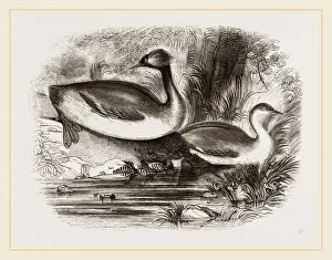 Wildlife Nature Photography Tips Prints: Eared Grebes