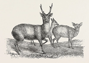 The Earl of Derbys Menagerie, at Knowsley, Uk: Male and Female Hog Deer The Earl of Derbys Menagerie, at Knowsley, Uk: Male and Female Hog Deer