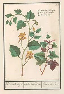 East Indian cherry Tropaeolum majus Indian cherry East Indian cherry Tropaeolum majus Indian cherry