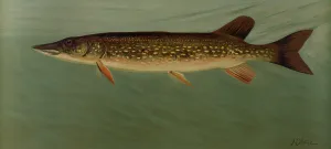 The Eastern Pond Pickerel, Harris, William C. (William Charles), 1830-1905, (Author) The Eastern Pond Pickerel, Harris, William C. (William Charles), 1830-1905, (Author)