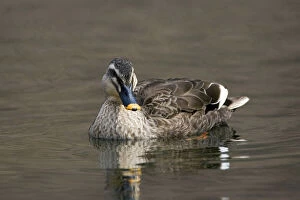 Images Dated 2nd March 2007: Eastern Spot-billed Duck (Anas onorhyncha) on a duckpond in Tokyo, Japan, Anas zonorhyncha