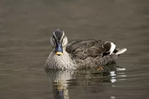 Images Dated 2nd March 2007: Eastern Spot-billed Duck swimming, Anas zonorhyncha
