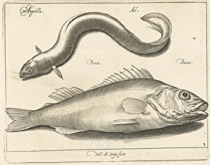 Eel and bass, Nicolaes de Bruyn, 1581 - 1656 Eel and bass, Nicolaes de Bruyn, 1581 - 1656