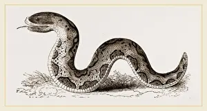 Natural World Images Prints: El Effah Viper