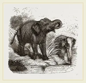 Natural History Museum Exhibits Prints: Elephant