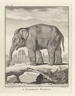 Elephant l Elefant Femelle title object trunked animals Elephant l Elefant Femelle title object trunked animals