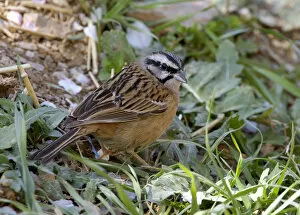 Images Dated 18th February 2006: Emberiza cia, Rock Bunting, Morocco