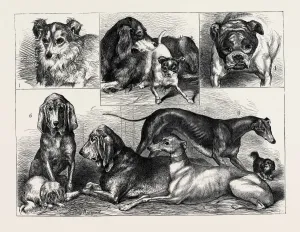 Victorian Era Wildlife Art Prints: Source Size = 4978 x 3774