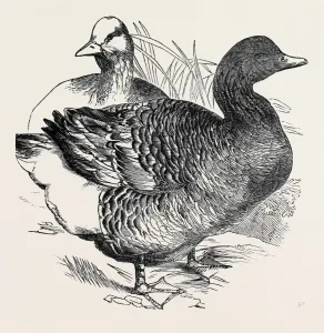 Victorian Era Animal Artwork Prints: Source Size = 1750 x 1763