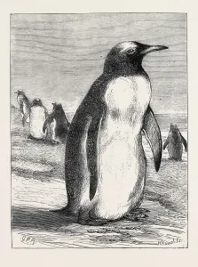 The Penguin Print from the Falkland Isles