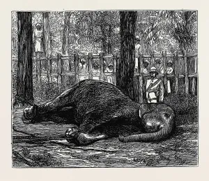Vintage Elephant Illustrations Prints: Source Size = 1895 x 1606