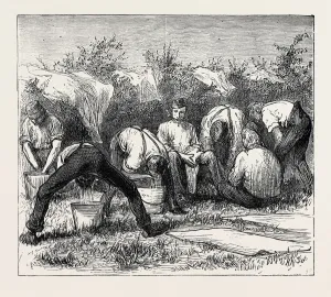 Victorian Era Engraved Images Prints: Source Size = 1904 x 1683