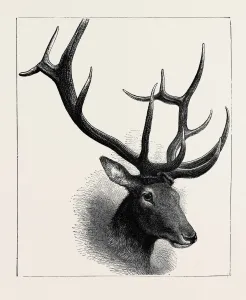 Retro Styled Animal Art Prints: Source Size = 1971 x 2370