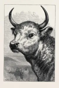 Chillingham Wild Bull Print, 2585 x 3812 pixels