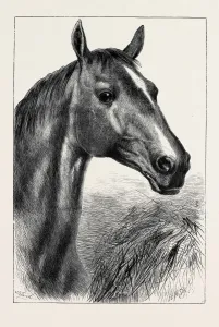 Victorian Era Equestrian Art Prints: Source Size = 2592 x 3821